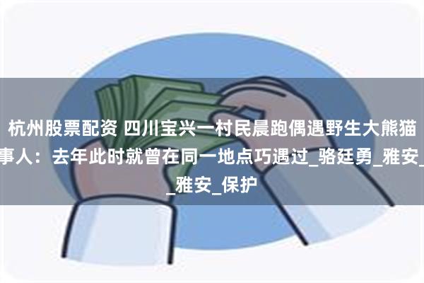 杭州股票配资 四川宝兴一村民晨跑偶遇野生大熊猫，当事人：去年此时就曾在同一地点巧遇过_骆廷勇_雅安_保护