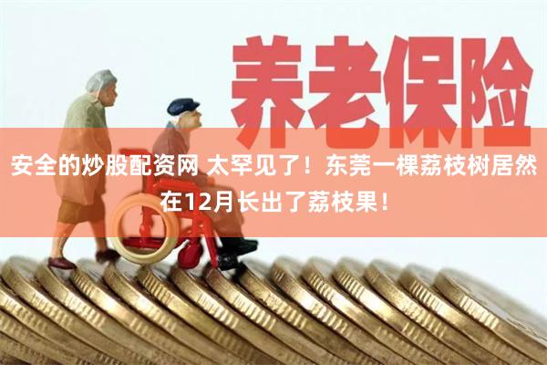 安全的炒股配资网 太罕见了！东莞一棵荔枝树居然在12月长出了荔枝果！